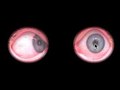 Interactive video - Pauline mon amour (2003)