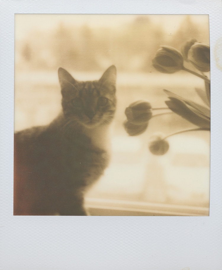 polaroid SX-7polaroid SX-70 Sonar. Impossible Project PX-100 film. 0 Sonar