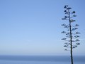 Big Sur, CA