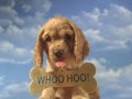 Washington Mutual "Puppies" (Agency: TBWA\Chiat\Day)