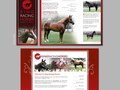 King Racing Horses Marketing Materials