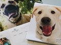 Must Love Dogs NW - Calendars (2009-2010)