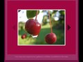 Slideroll Gallery AV App