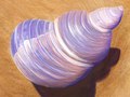 Seashell drawing - illustrated using the sketchbook pro app on ipad