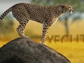 Animal Planet - Execution
