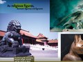 Animal Planet - Slideshow