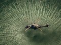 NH90 over water
