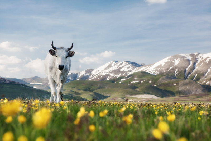 Chianina breed cow - Castellucio
