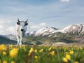 Chianina breed cow - Castellucio
