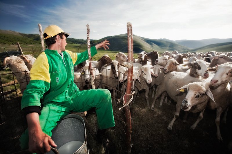 Milking the ewes - Piano Grande