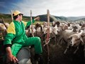 Milking the ewes - Piano Grande