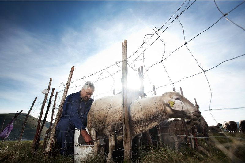 Milking the ewes - Piano Grande