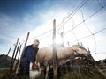 Milking the ewes - Piano Grande