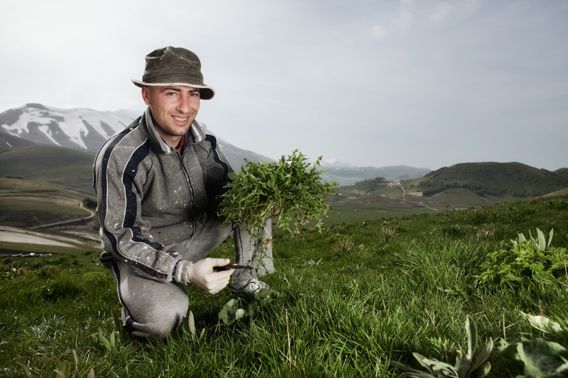 Restaurant chef gathering wild leaves - above Piano Perduto
