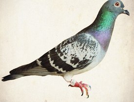 Racing Pigeons of Malta