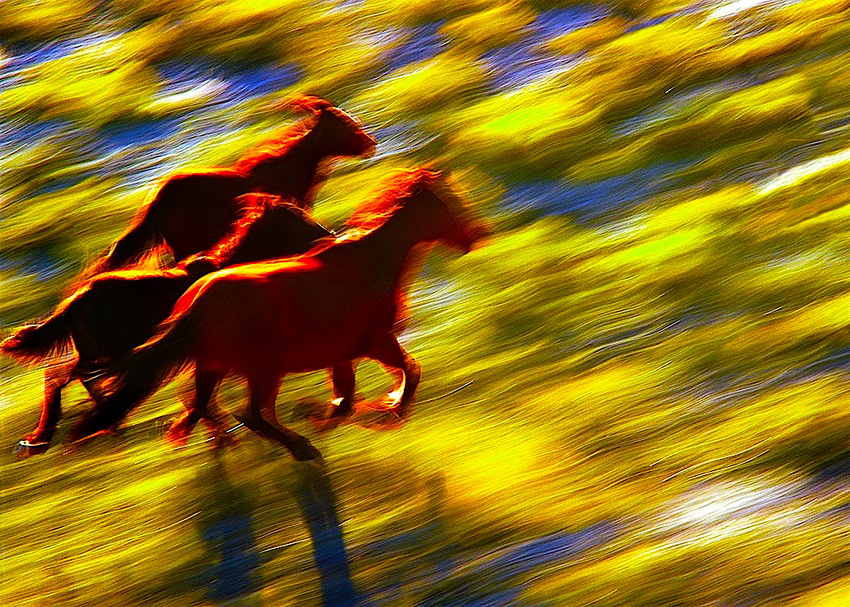Nevada Power and Light/Wild Mustangs/Pyramid Lake Herd