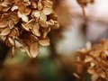 Hydrangea