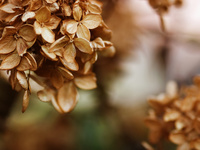 Hydrangea
