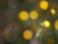 Spectral