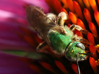 I captured this shot at Kauffman Gardens.