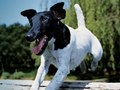 Vetmedin