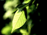 Green light