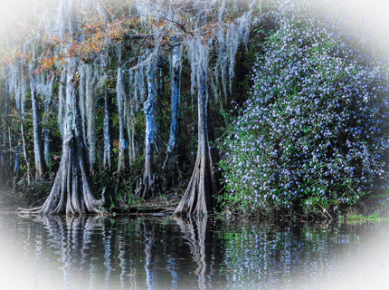 Cypress and asters on Fisheating Creek, Florida