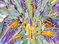 Purple Iris—close up