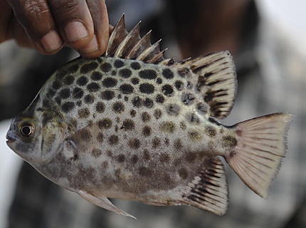 Christl Exelmans Krop Creative Database