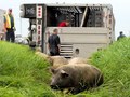 Farmers try to free the remaing trapped animals after a truck loaded with hogs slipped into the ditch on a rain soak gravel road