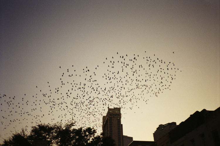 New Orleans