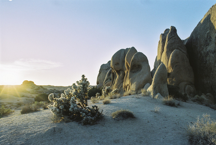 Joshua Tree, CA
