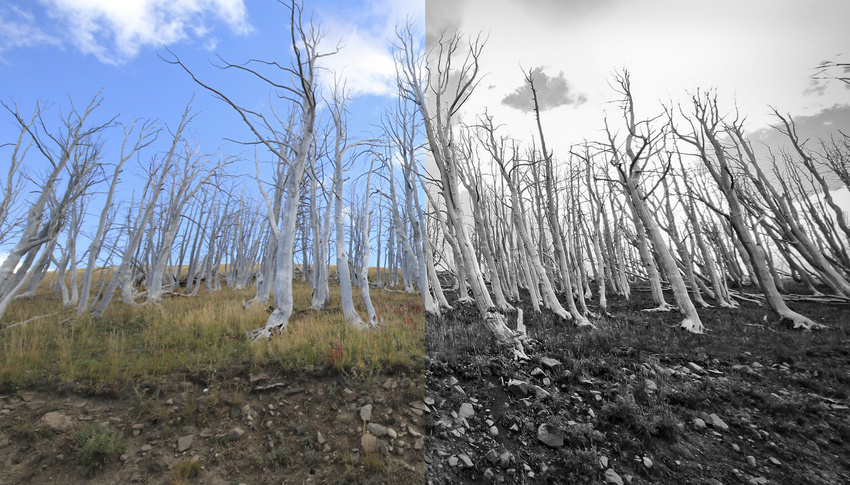 Before/after trees