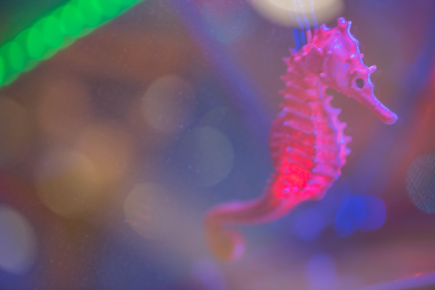 close up of sea horse inside lantern 2's crystal points