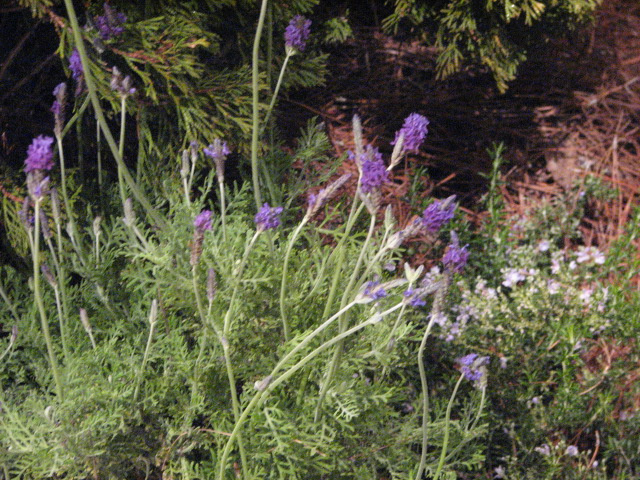 Spanish lavender forced by Deborah and Mark Taylor.