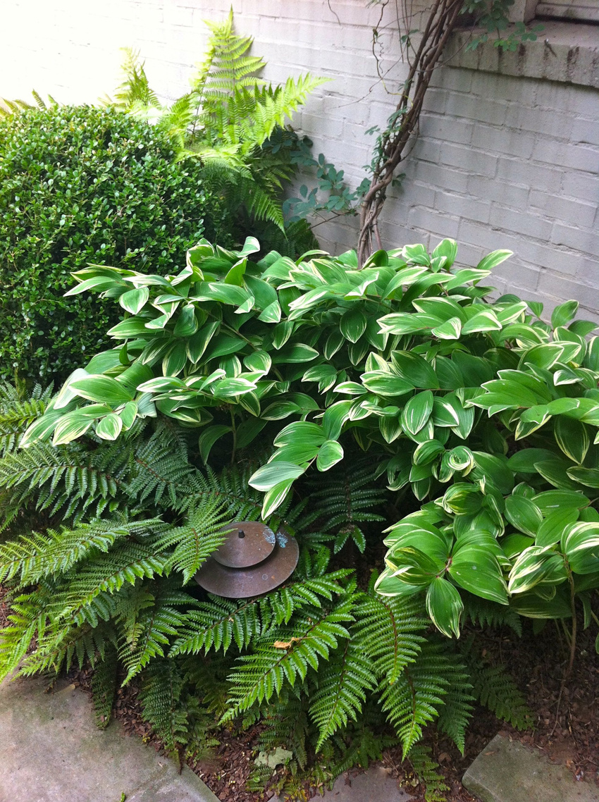 Ferns, hostas, Solomon's seal, boxwood, epimedium, vines.